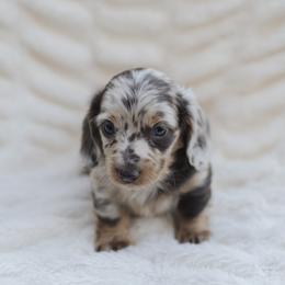 Dachshund Puppies from Little Loves