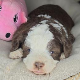 Suzy - Brown and white female Aussiedoodle puppy in Lincoln, California from Pasta Puppies Doodles