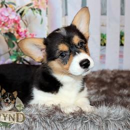 Pembroke Welsh Corgi Puppies from Northwynd Corgis