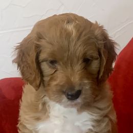 Bernedoodle Puppies from Hilary’s Doodle Ranch