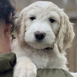 Goldendoodles from Simmons Goldendoodles