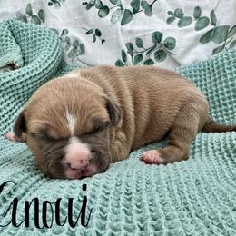 Gnocchi - Blue fawn male American Pit Bull Terrier puppy in Nine Mile Falls, Washington from Bartin Kennels