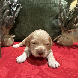 Boy 2 - Buff and white male Cockapoo puppy in Mena, Arkansas from Ouachita River Cockapoos