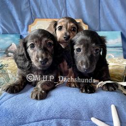 Dachshund Puppies from M.H.P Dachshunds