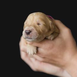 Girl 4 - female Golden Retriever puppy in Oregon from A Goldens First Love