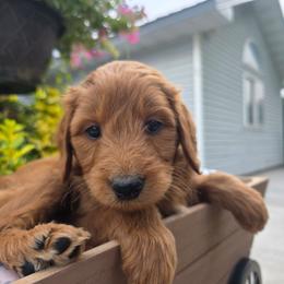 Minnesota - Red male Aussiedoodle puppy in Blackfoot, Idaho from Draper Mountain Doodles