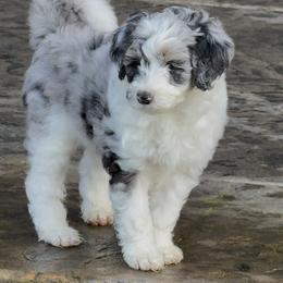 McKenzie - Merle female Sheepadoodle puppy in Roseburg, Oregon from Sharon’s Sheepadoodle’s