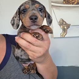 Triceratops - Dapple male Dachshund puppy in El Paso, Texas from Mells Weenies