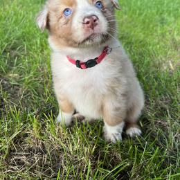 Boy 1 - Red merle Australian Shepherd puppy in Michigan from RebelRiver Ranch-Australian Shepherds