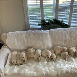 Golden Retriever Puppies from Sterling Goldens