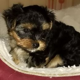 Yorkshire Terriers from Bertha McAdams's Yorkshire Terriers
