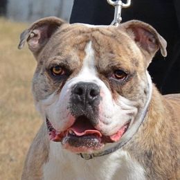 Bowser - Alapaha Blue Blood Bulldog