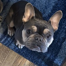 MOCHA - French Bulldog