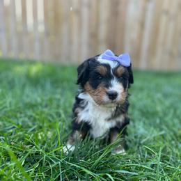 Pauline-Light Purple - Tri-color female Bernedoodle puppy in Casper, Wyoming from 307 Doodles
