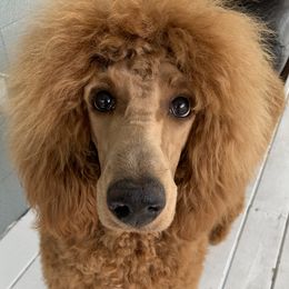 Odie - Poodle