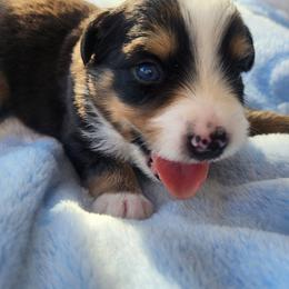 Faith (blue eyes) - Black tri female Miniature Australian Shepherd puppy in Lakeland, Florida from Sunshine Mini Aussies