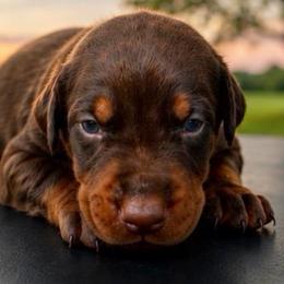 Orange  Girl - Red and rust female Doberman Pinscher puppy in Peru, Indiana from De luxe dobermans