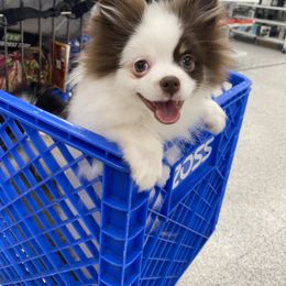 Pomeranian, Pomsky, and Siberian Husky Puppies from Pine and Sea Pomskies
