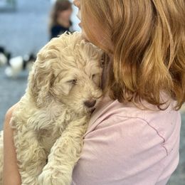 Pumpkin - Cream male Aussiedoodle puppy in Marion, North Carolina from Puddles' Puppies