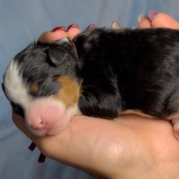 Garnet - Tri-color male Bernedoodle puppy in Bradenton, Florida from Peanut Butter Doodles