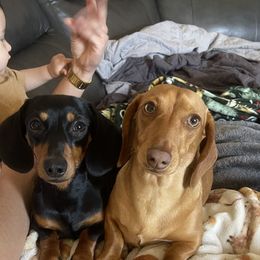 Daisy - Dachshund