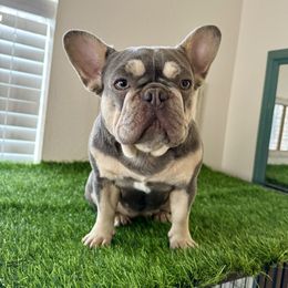 Lilah - French Bulldog