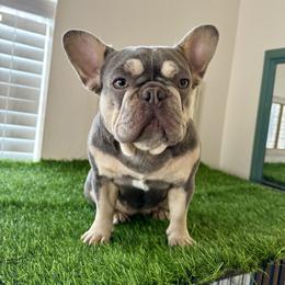 Lilah - French Bulldog