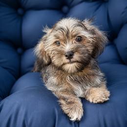 Shorkie Puppies from Stephen DosReis