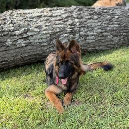 German Shepherd All Grown Up from Mächtiger Barkerheim German Shepherds