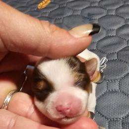 Jesse - Parti female Yorkshire Terrier puppy in Hamilton, Ohio from Purebred Yorkies of Ohio