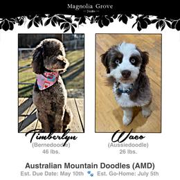 Australian Mountain Doodle puppies from Magnolia Grove Doodles