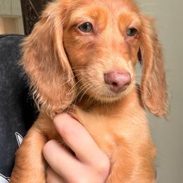 Sprout - Dapple male Dachshund puppy in Southwest Ranches, Florida from Breezy Florida Dachshunds