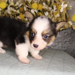 Boy 1 - Black and tan male Pembroke Welsh Corgi puppy in Missouri from Cooler Farms Corgis