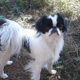 Len - Japanese Chin