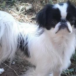 Len - Japanese Chin