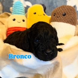 Bronco - Black male Double Doodle puppy in Cordova, Tennessee from TrueLine kennels