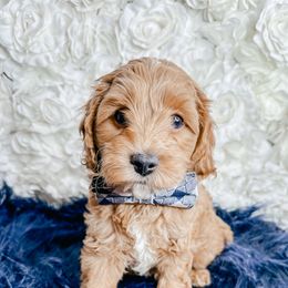 Bernedoodle, Cockapoo, and Goldendoodle Puppies from Danie’s Darling Doodles LLC