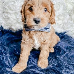 Bernedoodle, Cockapoo, and Goldendoodle Puppies from Danie’s Darling Doodles LLC