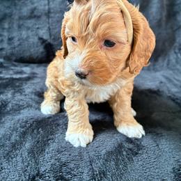 Muriel - Golden female Cockapoo puppy in Adrian, Oregon from ApplebyFarm