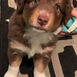 Miniature Australian Shepherds from TK’s Texas ASDR Aussies