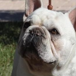 French Bulldogs from Klasse Bulls