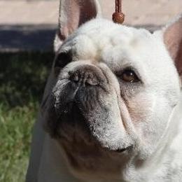French Bulldogs from Klasse Bulls