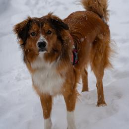 English Shepherd All Grown Up from Town & Country English Shepherds