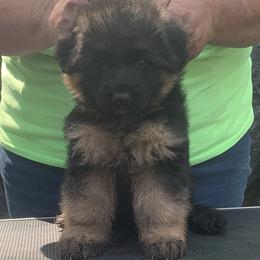 German Shepherd puppies from Golly-G German Shepherds