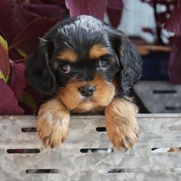 Rallie - Black and tan female Cavalier King Charles Spaniel puppy in Lula, Georgia from Cavaliers by Crumley