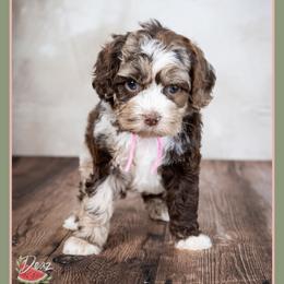 Samara - Merle female Cockapoo puppy in Connersville, Indiana from Deaz Doodle Ranch