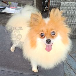 Winnie - Pomeranian