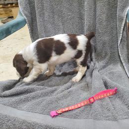 Girl 1 - female English Springer Spaniel puppy in Latrobe, Pennsylvania from Painters Lane Livestock