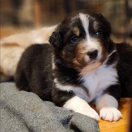 Jett - Black tri-color male Australian Shepherd puppy in Athens, Tennessee from Mimi's Aussie