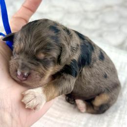 Blue collar - Merle male Bernedoodle puppy in Crete, Illinois from Plum Valley Pups